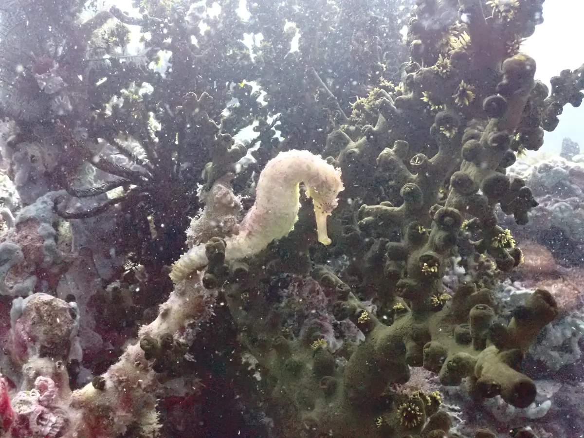 Caballito de mar sobre el coral